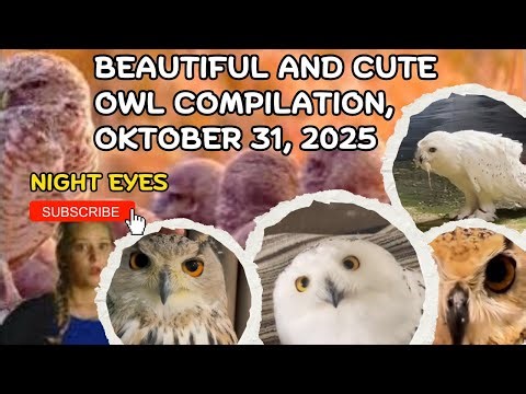 Beautiful and cute owl Compilation, Oktober 31, 2025