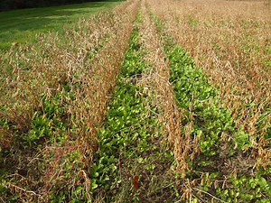 New research shows cover crops support higher yields