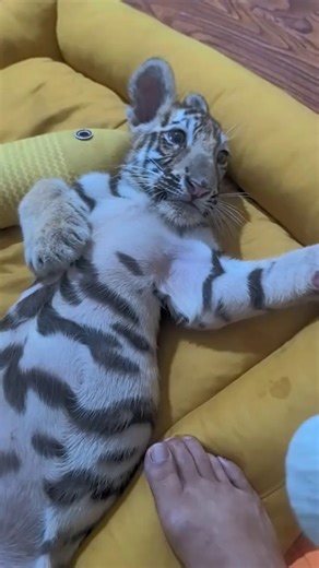 As a "zoo nanny," you would know how to get a tiger cub to sleep! #tiger #animal #cute #baby #animallover #wonderfulChina credit to 107655328 on douyin | Miss Panda | Facebook
