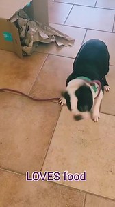 12K views · 439 reactions | HEY EVERYONE - Bramble is still looking for a foster or forever home! He just had a dental done (lost 8 teeth) so his stinky breath is no longer! YaY!!!! To read more about Bramble and see more photos check out his album on this page Bramble is such a nice boy - we are totally surprised that he has not been snapped up yet! He does need to be the only dog in the home - but he is just waiting to give her fresh doggy kisses! | Boston Buddies | Facebook