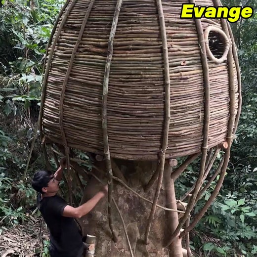 Building a safe shelter with vines on ancient tree solo bushcraft | Evange