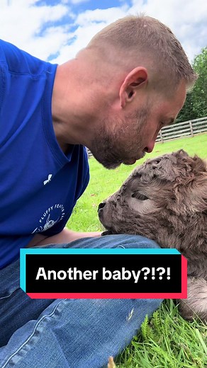 Adorable Mini Cow Arrival at Fluffy Feather Farm