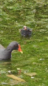 82K views · 980 reactions | cute chick of Common Moorhen (黑水鸡,Gallinula chloropus), taken care of by parent. Distinctive dark waterbird that resembles a cross between a duck and a chicken. ❤舒扬sy摄影 ❤❤❤ #China #nature #birds #wildlife #travel #peace #beauty #beautiful #love | Lin hillside | Facebook