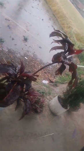 use mod se ham gujre Hain ##short## video😟😟