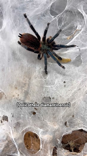 Tarántula Rips Open Her Web to Reach Prey