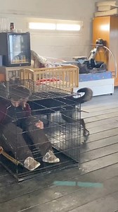 3.6K views · 51 reactions | GSD Brutus Home Invasion fending of two intruders!! | DDR GUARD DOGS | Facebook