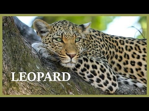 Leopard sounds at night deep in the jungle! Loud leopard sound.
