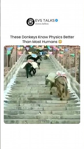 Donkeys Using Physics to Climb Steep Hills 😱🫏 | Smarter Than Most Humans!