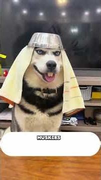 À quoi ressemblons-nous aux yeux des chiens ? 🐶 #HumourCanin #Huskies #VieDeChien #AstucesAnimales
