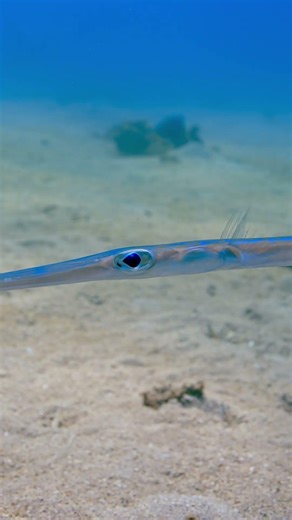 The Bluespotted Cornetfish!