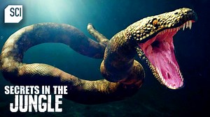 894K views · 19K reactions | Ssso mysteriousss  A 4-inch wide vertebrae is found in a Northern Colombian mine. The vertebrae are too large to belong to any known South American animal, leaving archeologists digging for an answer. #ScienceChannel #SecretsintheJungle | Science Channel | Facebook