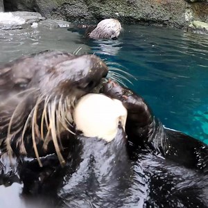 15K views · 2.2K reactions | You make this possible! This GivingTuesday, help feed our herd with a gift to the Oregon Zoo Foundation. Thank you! | Oregon Zoo | Facebook