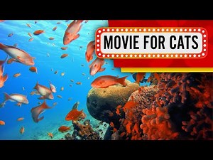 Movie for Cats - Tropical Reef (Videos for Cats to watch) 1 Hour 4K