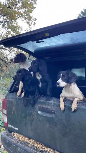 Patiently waiting their turn @lilyshirespaniels Shan & The Spaniels #workingdogs #spaniel #spaniels #fielddoglife #hunting #huntingdog #bestoftheday #dogsofinstagram #dogreels #upland #viralreels #dogs #viralvideo | Field Dog Life