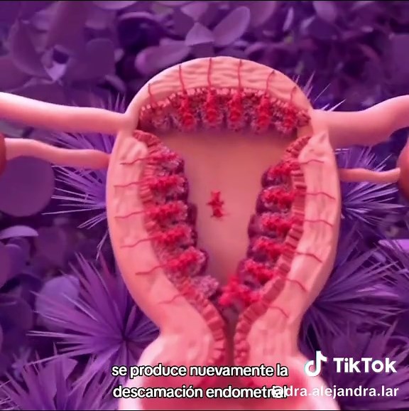 Entendiendo el Ciclo Menstrual: Fases y Procesos