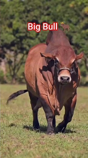 Big Ox/Cow/Bull 🐂🐄🐃 #shorts #trendingshorts #ox #cow #bull #viral #foryou