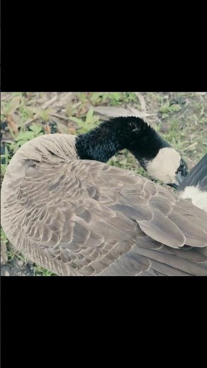 Peacefully Satisfying Goose Preening #birds #nature