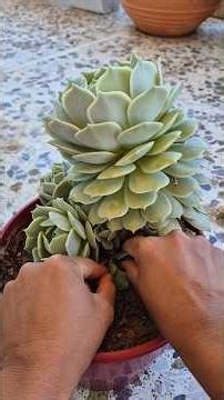 Pruning and replanting Echeveria lola.