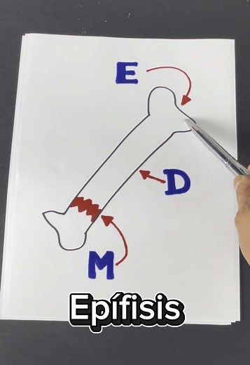 Anatomía: Epífisis, Diáfisis y Más Huesos