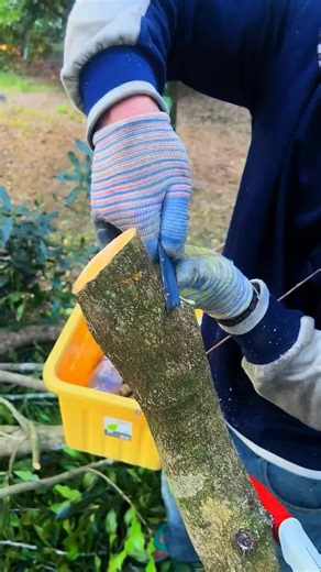 Expert Guide to Fruit Tree Grafting Techniques