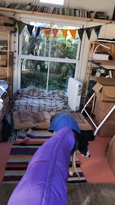 37K views · 2.8K reactions | They can sleep in the studio while I keep posting books and calendars. | Billy Whippet | Facebook