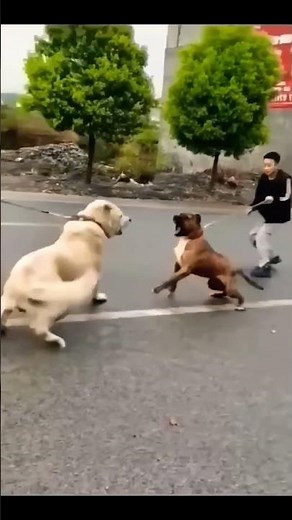 Pitbull vs Alabai🔥 The most aggressive fight in history😱😱😱#shorts #pitbull #alabai