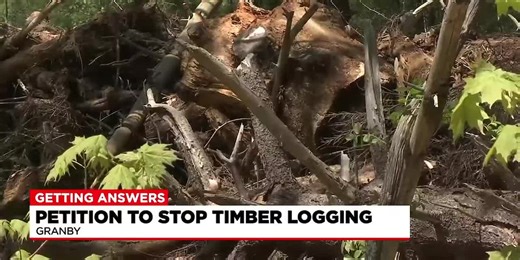 Beloved Granby park experiences effects of logging