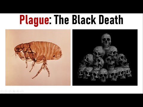 Rat-Flea-Yersinia: Three Deadly Culprits of Plague | Black Death | Pneumonic & Bubonic Plague