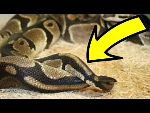 Everything You Wanted To Know (Or Didn't) About Ball Python Snake Mating! SnakeBytesTV