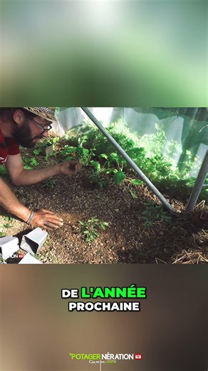 🥚 Coquilles d’œufs : boostez vos tomates mais pas tout de suite! 🍅