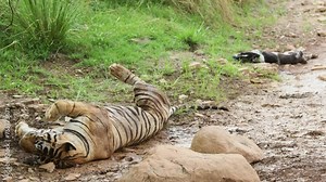 full shot of wild male bengal tiger or panthera tigris resting behavior after killing or hunting dog in tourism area in wildlife safari at ranthambore national park forest reserve rajasthan india asia