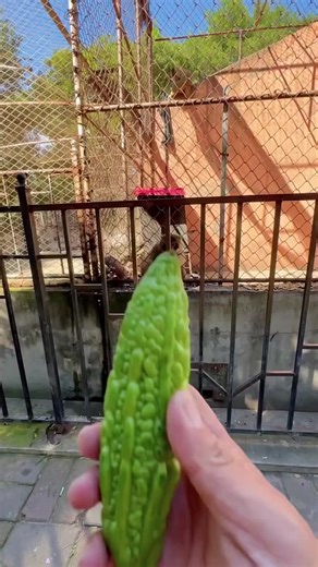 #monyetlucu