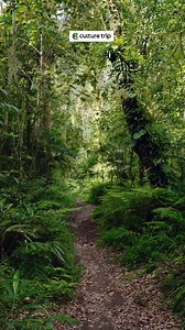 This is your sign to visit Ecuador 🇪🇨✨ From the peaks of the Andes to the wild Amazon, colourful cities to paradise beaches, this small country packs a huge punch. Tap the link below to uncover the best places to visit – and start planning your next adventure! 🌋🏝️🦥 https://theculturetrip.com/south-america/ecuador/articles/the-best-places-to-visit-in-ecuador?utm_content=feed&utm_medium=social&utm_source=facebook | Culture Trip