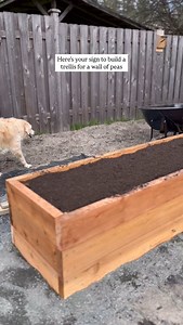 855K views · 21K reactions | Planting peas this month! Every year we...