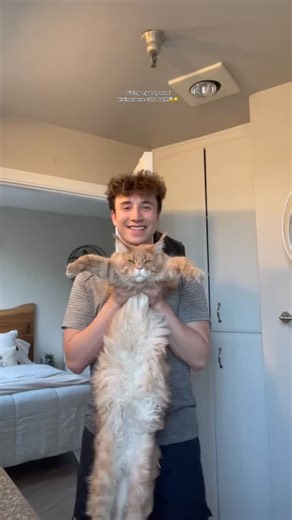 24K views · 242 reactions | How to groom and bathe a big maine coon! ❤️ pet parent @sadowski | F1 Savannah Kittens | Facebook