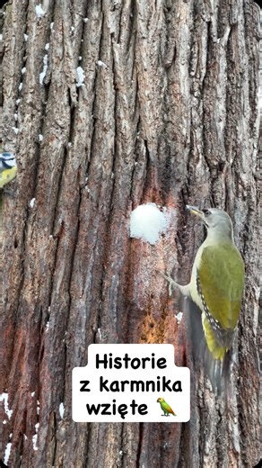 Przewodnik Sudecki – Miłosz Lassota on Instagram: "Zamek Grodno. Ruch w tutejszych karmnikach natężeniem nie ustępuje temu, który tysiące stojących w korkach mieszkańców Wrocławia obserwuje w godzinach szczytu. 🚗🚕🚙 Sikorki, dzięcioły, kowaliki, rudziki, mysikróliki i czyszczące ściółkę z resztek kosy. Istna międzygatunkowa uczta! 🍲🐦‍⬛ W tym całym zamieszaniu brakuje tylko gniazdujących w zamkowych murach pustułek i pohukujących nocą puszczyków — jedne i drugie preferują nieco bardziej mięsn