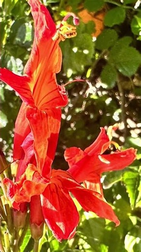 Madreselva del Cabo (Tecomaria capensis)