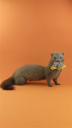 Jessica Drago on Instagram: "Continuing my learning of mammal taxidermy with this American Mink. Mammals have a very different workflow compared to birds. Their hides need to be tanned into leather, which is a process that takes place over a few days with many steps. I used multiple resources that I'd like to share for anyone who's also looking to get started with mammals. On YouTube, I followed AmysAnimalArt's tanning tutorial and also referenced ArtofTaxidermy's Pine Martin full process video.