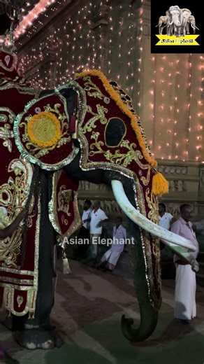 Decorated Elephant Steals the Show #elephant #festival #tradition