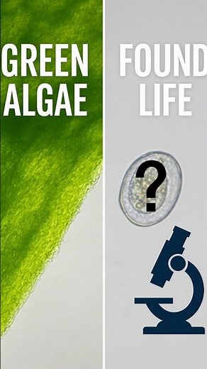Green Sea Algae Under The Microscope 🔬 Tiny Ocean Life Revealed!