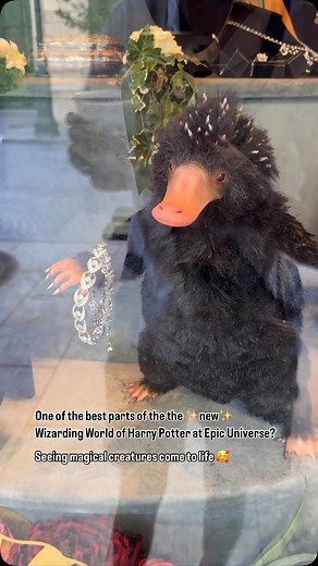 Orlando Informer on Instagram: "Cuteness overload 梁 #hosted"