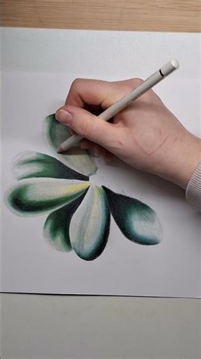 succulent #art #drawing #painting #succulent #succulents #plants #flower