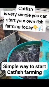 Very simple way to start catfish Farming in your back yard... | Abiodun Oladunjoye fish planet.