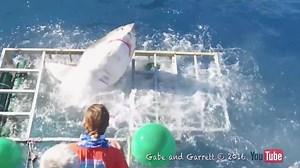 Wow! (Video courtesy of Gabe and Garrett) | Into the Blue