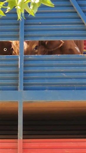 🚨 Red lights. No water. 39°C. Terrified cows. Live export doesn’t just fail animals at sea. It fails them right here at home. This morning in Fremantle, double-deck trucks rolled through red lights and backed up rapidly at the port gates—cows packed inside each truck with no water, no shade, and no oversight. They were forced to wait in the searing heat before being loaded onto the Nile Eagle, a converted cargo ship bound for suffering. Australia has no legal protection for animals in extreme t