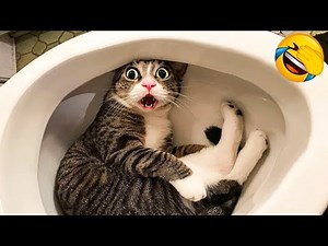 Try Not to Laugh at This Funny Talking Pets Compilation 😆 #2