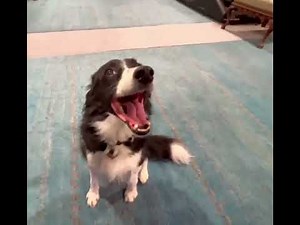 Indi the singing Border Collie!!
