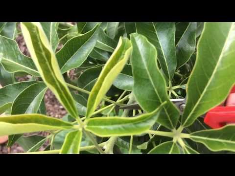 White Sapote - Fast Plant Growth with Pruning (EASY)