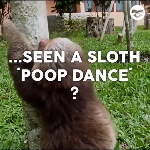 Celebrating International Dance Day with a Sloth Dance Challenge