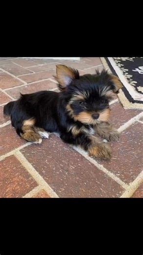 message us now if interested free puppies � #PuppiesForAdoption #AdoptAPuppy #ForeverHomeNeeded #RescuePuppies #PuppyAdoption puppies for adoption loving forever homes healthy playful puppies ready for adoption family-friendly puppies rescued and rehomed puppies adopt a puppy today cute puppies available puppy adoption center find your new best friend | Free Yorkie puppies looking for good loving homes